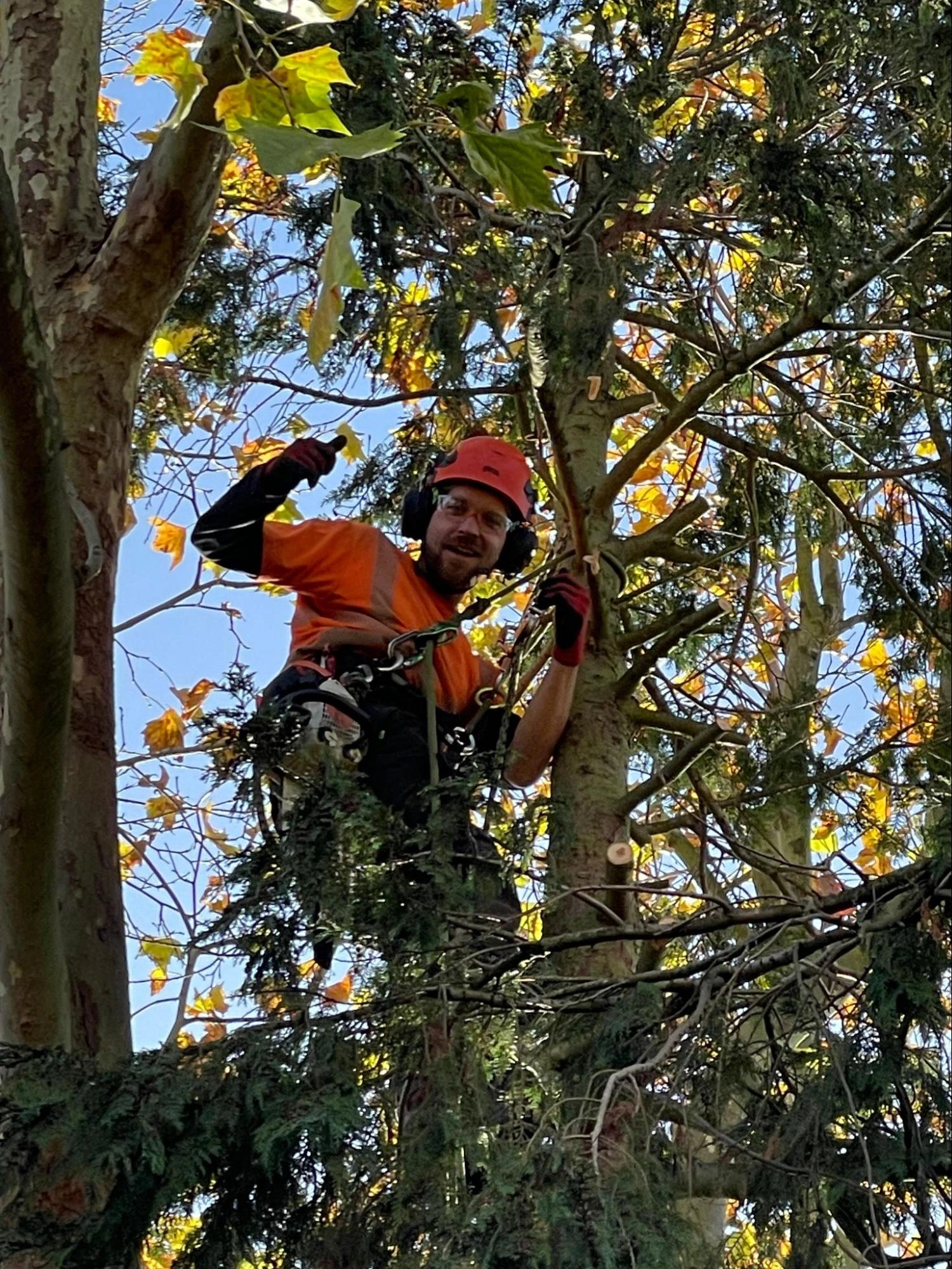 Greenhithe Tree Care Experts
